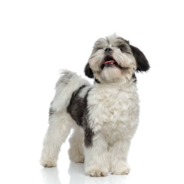 istock adorable shih tzu panting and looking up to side 1094025810