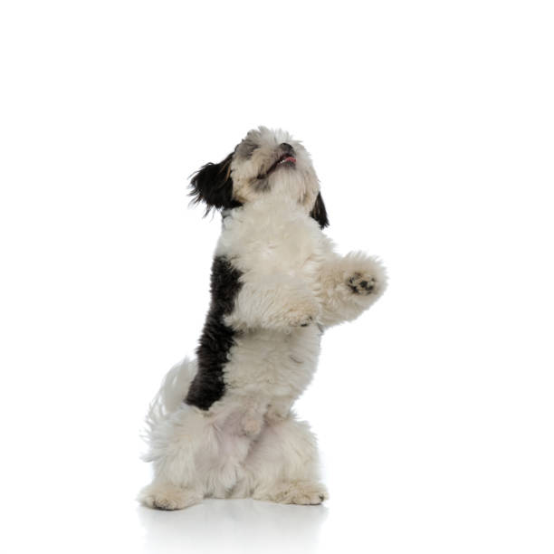istock playful shih tzu raising on two legs and looking up 1094025860