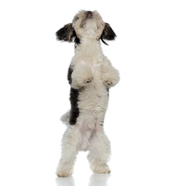 istock curious shih tzu standing on back legs looks up 1094026868