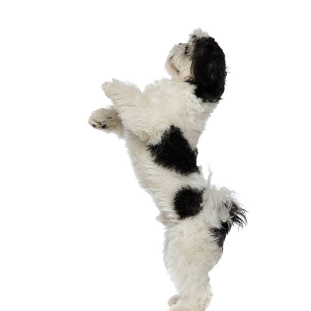 istock side view of playful shih tzu standing on two legs 1094026882