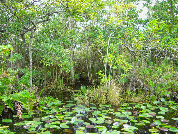 istock the everglades in florida 1094031446