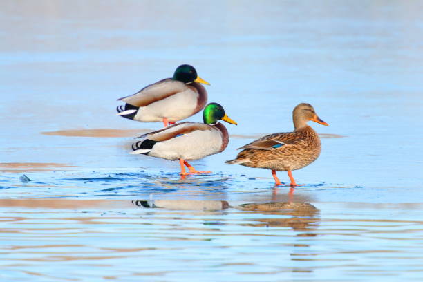 istock Wild ducks on frozen lake 1094032004