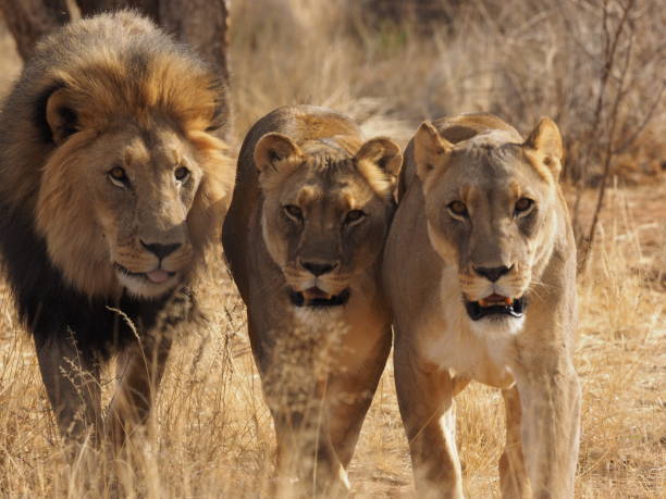 istock Lion in savannah 1094033616