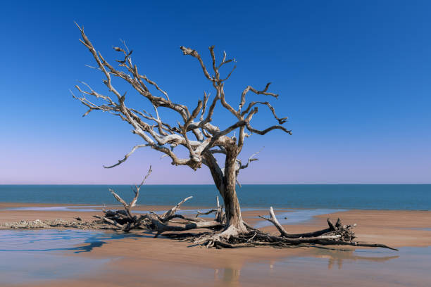 istock Driftwood Beach on Jekyll Island 1094034506
