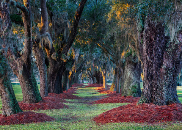 istock Southern live oak trees in Saint Simons Island 1094037210