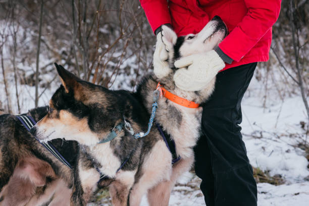 Woman in warm mittens petting sled dog before race Woman playing with husky dog dogsledding stock pictures, royalty-free photos & images