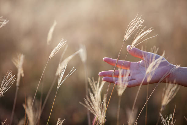 istock hand touching dry reeds grass background 1094040852