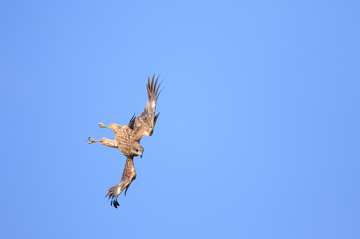 Black Kite,Flying,Wildlife