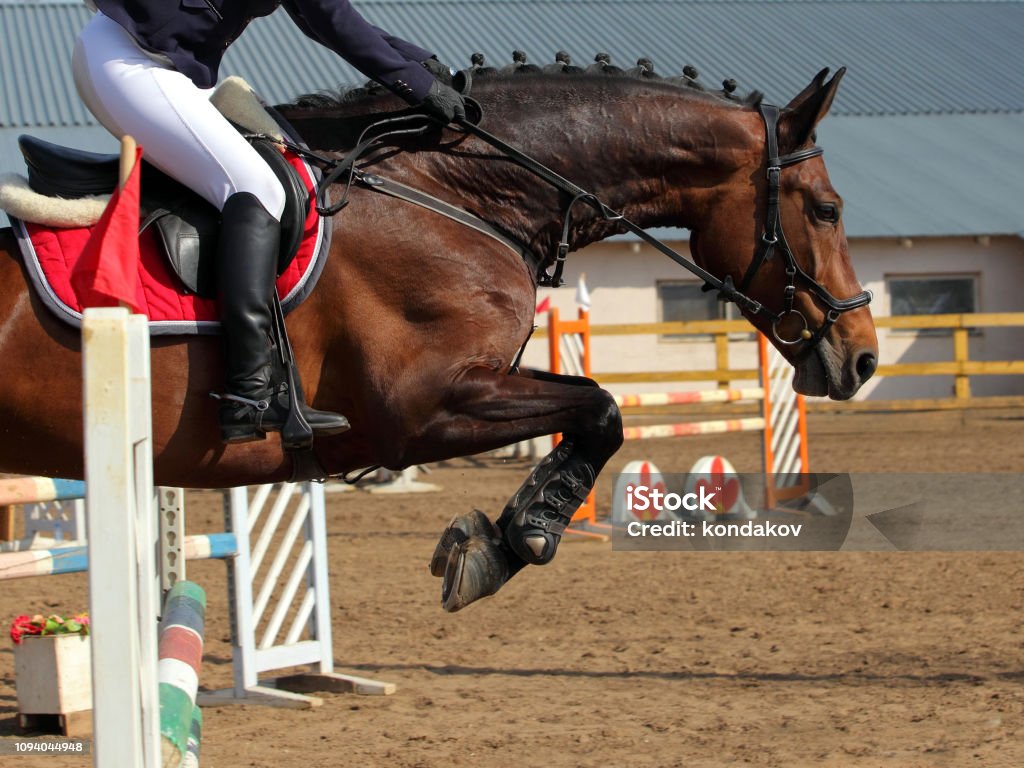Foto de Cavalo Pulando Obstáculos Piloto Toma As Rédeas Antes Do