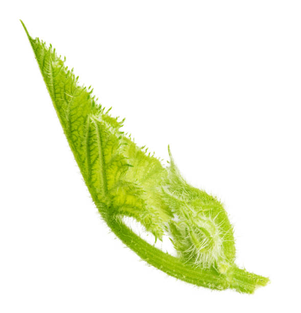 istock Green zucchini leaf isolated on white background 1094049778