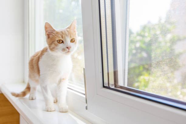 istock Red funny kitten sitting on the window sill 1094049858