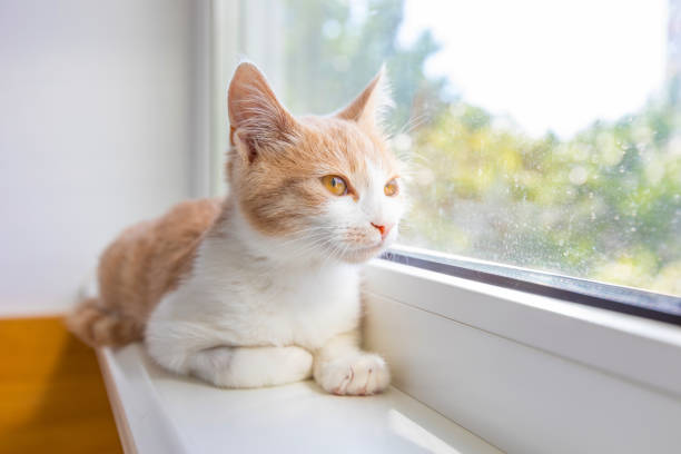 istock Red funny kitten sitting on the window sill 1094049866
