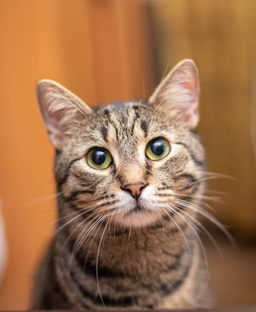 istock Funny striped cat at home 1094049906