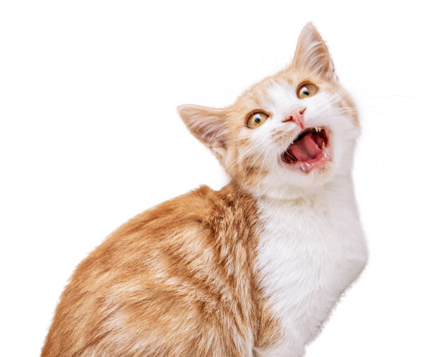 istock Little funny red kitten isolated on white background 1094049978