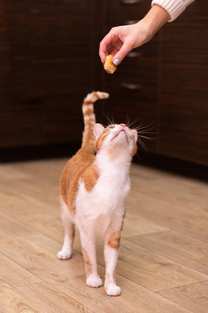 istock Funny cat at home 1094050002