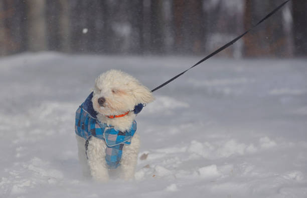 Maltese dog in snowstorm in forest