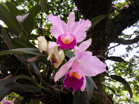 A pair of epiphytic ornamental tropical exotic flowers, pink Cattleya orchids