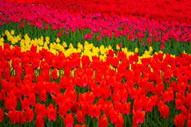 floral background multicolored tulips field