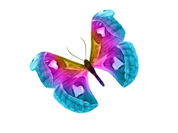 istock butterfly isolated on white background. isolated on white background 1094061044