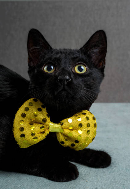 istock A black cat sits in a yellow bow tie 1094062126