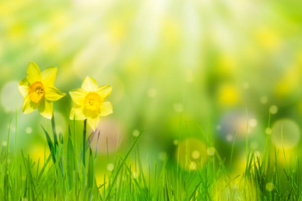 istock idyllic flower bed in springtime sunshine 1094063182
