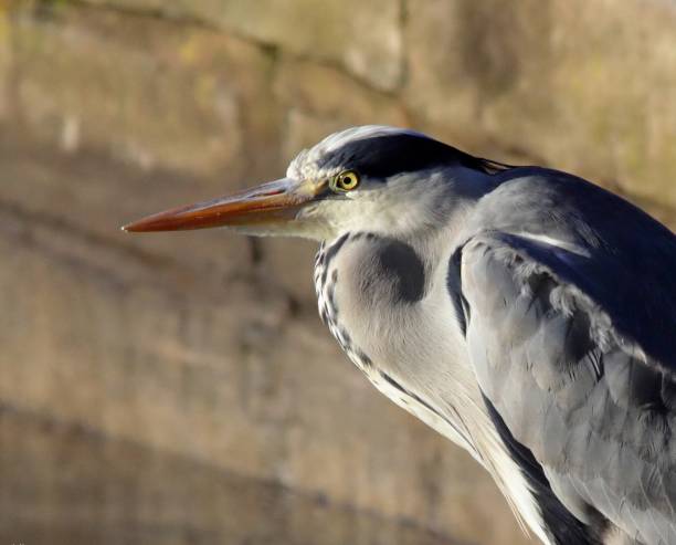 istock Grey Heron close up.Stoke on Trent,U.K 1094063198