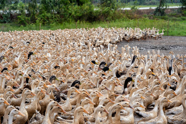 um monte de patos no vietnã, o conceito de fazenda indústria - cute animal asia brown - fotografias e filmes do acervo