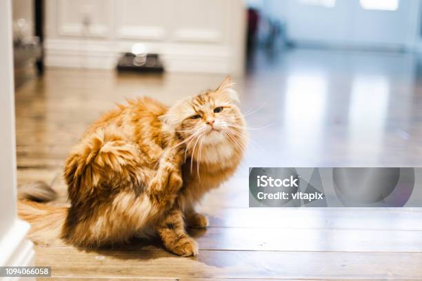 Siberian Cat Stock Photo - Download Image Now - Domestic Cat, Scratching, Parasitic