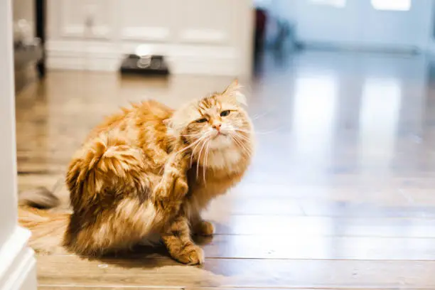 Cute Siberian Cat