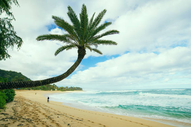 scenic palm at sunset beach, O'ahu, Hawai'i