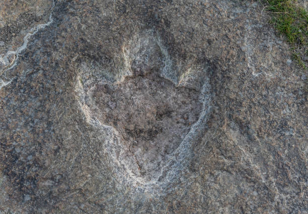 istock The footprints of dinosaur on a stone 1094067716