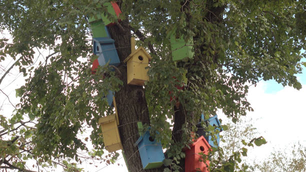 istock Colorful bird houses on the tree. 1094070488