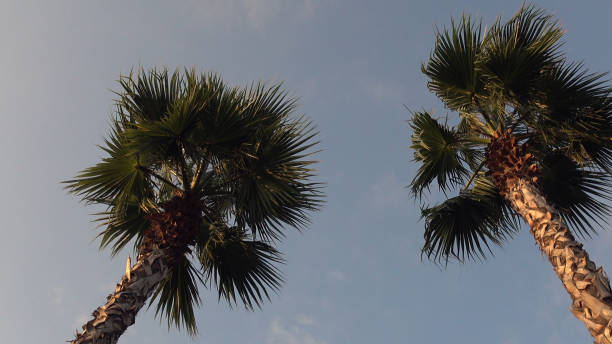 istock Palm trees at sunset, against the beautiful blue sky. 1094070860