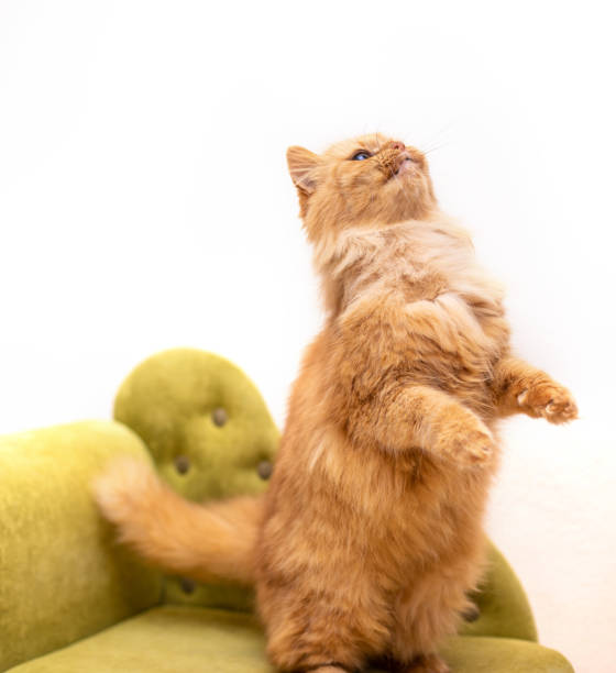 istock Red funny cat isolated on white background 1094071462