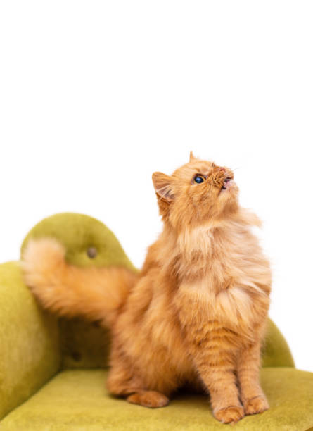 istock Red funny cat isolated on white background 1094071486