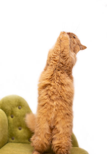 istock Red funny cat isolated on white background 1094071540