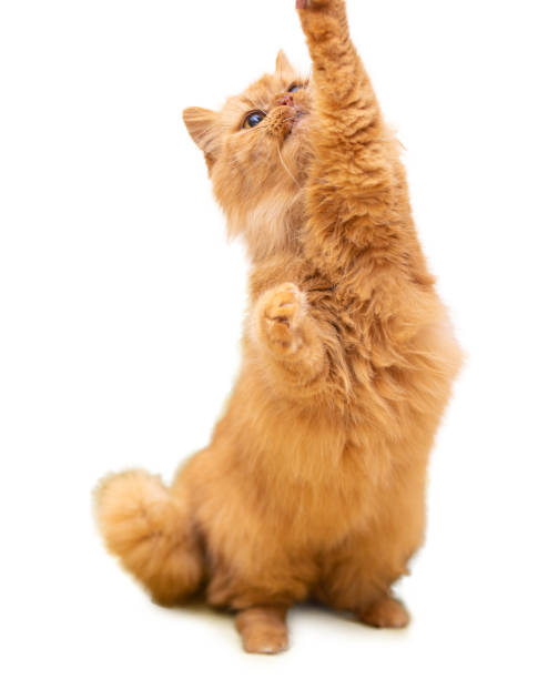 istock Red funny cat isolated on white background 1094071670