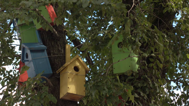 istock Colorful bird houses on the tree. 1094071780