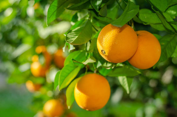 fruit de l’arbre. oranges de maturation - orange blossom orange tree flower photos et images de collection