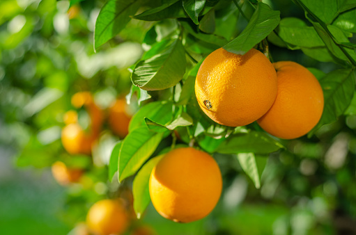 Oranges on the tree, ripening slowly and taking on flavor and size to become a sweet, juicy and delicious fruit.