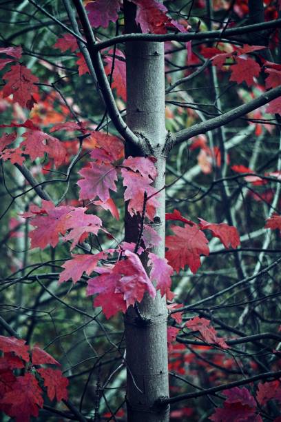 istock beautiful abstract tree braches in the nature 1094072184