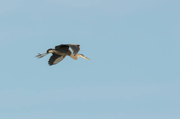 istock Great Blue Heron preparing to land 1094073586