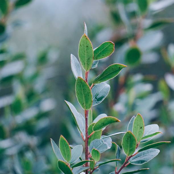 istock beautiful abstract tree braches in the nature 1094073678