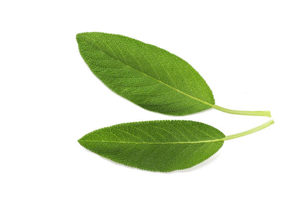 Sage leaves Sage leaves isolated on white background sage photos stock pictures, royalty-free photos & images