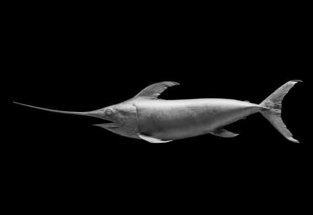istock swordfish on the black , isolated 1094075208