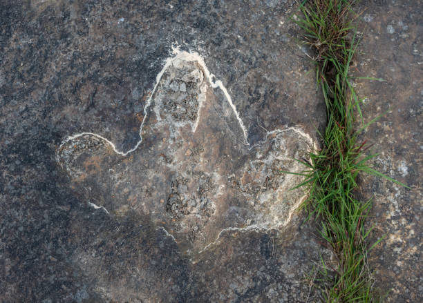 istock The footprints of dinosaur on a stone 1094075826