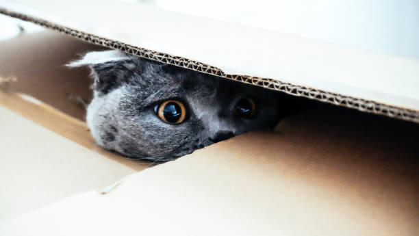 Cat hiding in a cardboard box Close up of a grey Scottish Fold cat peeking out of a cardboard box scottish fold cat photos stock pictures, royalty-free photos & images