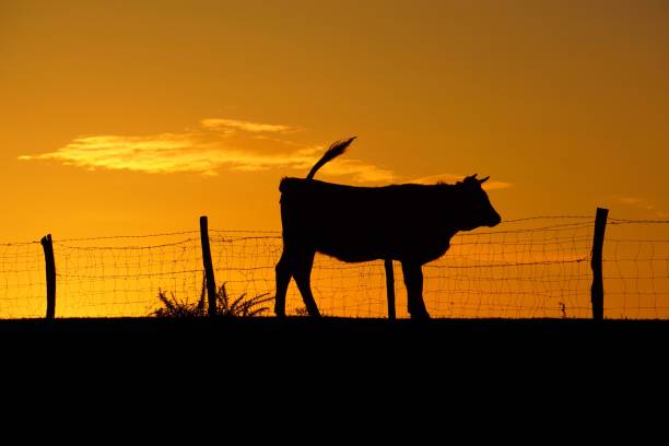 istock cow and sun in the sunset in the mountain 1094079502