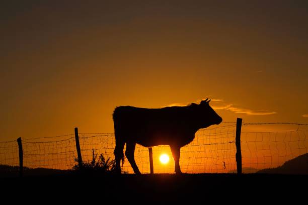 istock cow and sun in the sunset in the mountain 1094079556