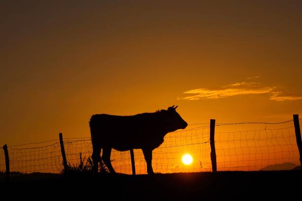 istock cow and sun in the sunset in the mountain 1094079562
